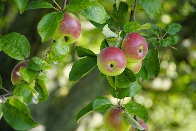 apples-8306677_640