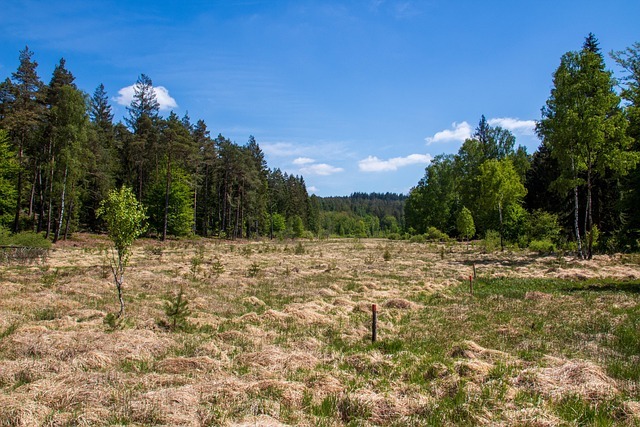 flojoe87-moor-5238552_640