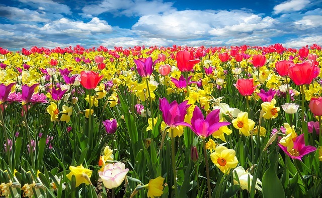 garten-gg-tulips-1197602_640