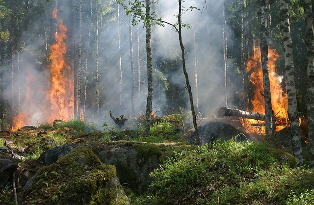 ylvers-forest-fire-432870_640